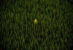 un-arbol-entre-muchos-abetos-e1302020991982